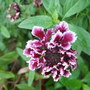 Scabious 'Chile Sauce' (Scabiosa atropurpurea (Pincushion flower))