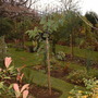 A garden flower photo