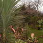 A garden flower photo