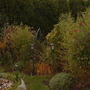 A garden flower photo