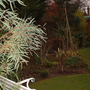 A garden flower photo