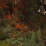 A garden flower photo
