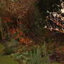 A garden flower photo
