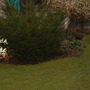 A garden flower photo