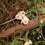 A garden flower photo