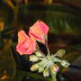 New blooming on rocky red (pelargonium hortorum)