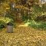 Woodland walk