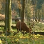 Handsome Stag