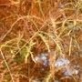 Taxodium Distichum - Swamp Cypress (Taxodium  distichum)