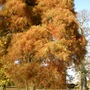 Taxodium Distichum - Swamp Cypress (Taxodium distichum (Swamp cypress))