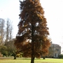 Swamp Cypress (Taxodium distichum (Swamp cypress))