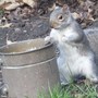 Squirrelblog2_044