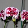 My new Orchid