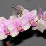Moth Orchid