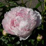 Un-named Peony (Paeonia)