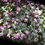 Cyclamen coum Winter cyclamen (Cyclamen coum (Cyclamen))