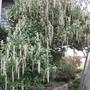 Garrya eliptica 'James Roof'   Coast Silk Tassel   (Garrya eliptica 'James Roof')