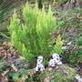 Erica arborea