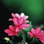 Rhodohypoxis picture I made into cards. (Rhodohypoxis baurii (Red star))