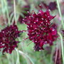Scabiosa__chile_black__nov_08