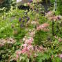 Weigela 'Florida Variegata' (Weigela 'Florida Variegata')