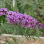Butterfly_bush_comp