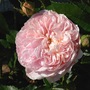 Colette_comp