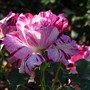 Rose 'Purple Tiger' (Rosa Floridunda JacPurr 'Purple Tiger')