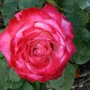 Rose 'Mon Cheri' (Rosa 'Mon Cheri')
