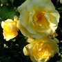 A garden flower photo (Rosa 'Sun Flare' Floribunda)