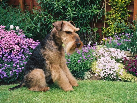 Bonsai    ~~~~~     my wonderful Welsh Terrier     ~~~~            26 October 1995 ~ 21 November 2008