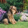 Bonsai    ~~~~~     my wonderful Welsh Terrier     ~~~~            26 October 1995 ~ 21 November 2008