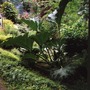 Gunnera tinctoria
