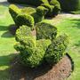 birds_topiary.jpg