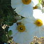   Matalija Poppy - Romneya coulteri - California Native  (Romneya coulteri (Tree poppy))