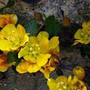 Eucryphia x nymansensis