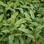 Laurel Bush