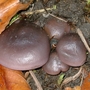 Unusual toadstool family