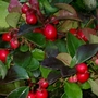 Wintergreen Gaultheria (Wintergreen ....Gaultheria)