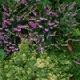 Winter flowering heather and golden Thyme (Calluna vulgaris (Heather))