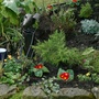 Thin Tin Tin and polyanthus
