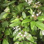 Viburnum