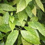 Spottedlaurel