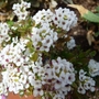 Baby's Breath
