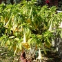 Angel Trumpets Progress 2008 (2)