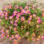 Chrysanthemum (Dendrantthema grandiflorum)