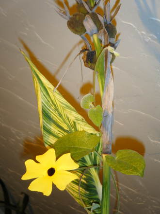 Thunbergia climbing the Canna (Thunbergia alata (Black-eyed Susan))