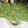 New Rabbits foot Fern