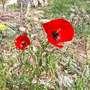 papaver somniferum 0007 (Papaver somniferum (Opium poppy))