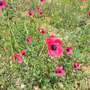 papaver somniferum 007 (Papaver somniferum (Opium poppy))